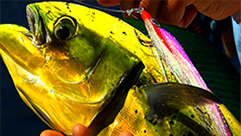 Seasons On The Fly is now on NBC Sports Outdoors!