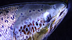 Atlantic Salmon